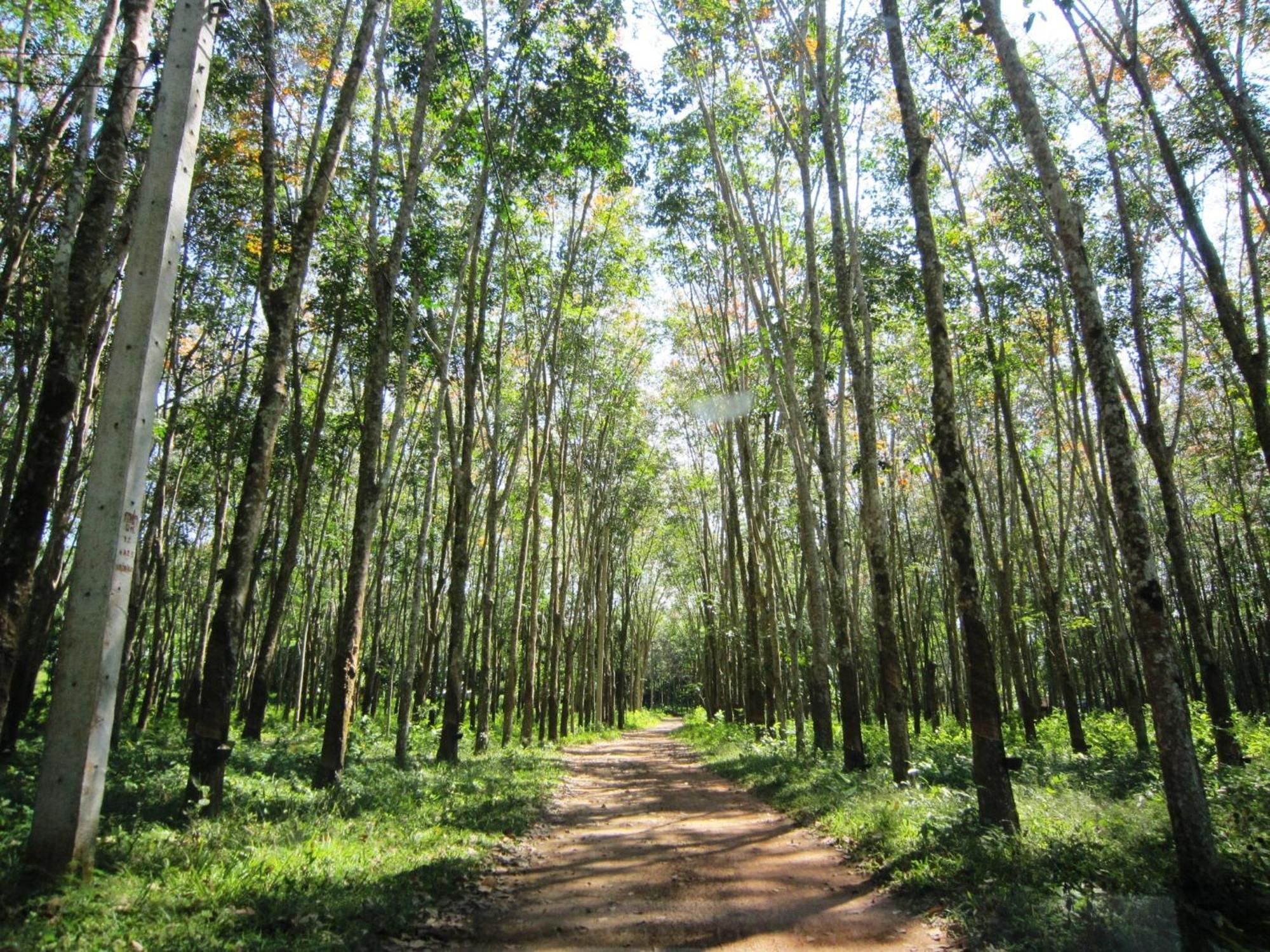 Phanom Bencha Mountain Resort Krabi town Екстериор снимка